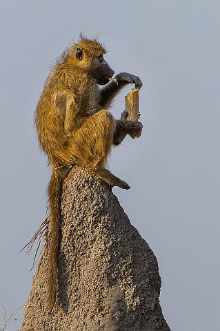 034 Botswana, Okavango Delta.jpg